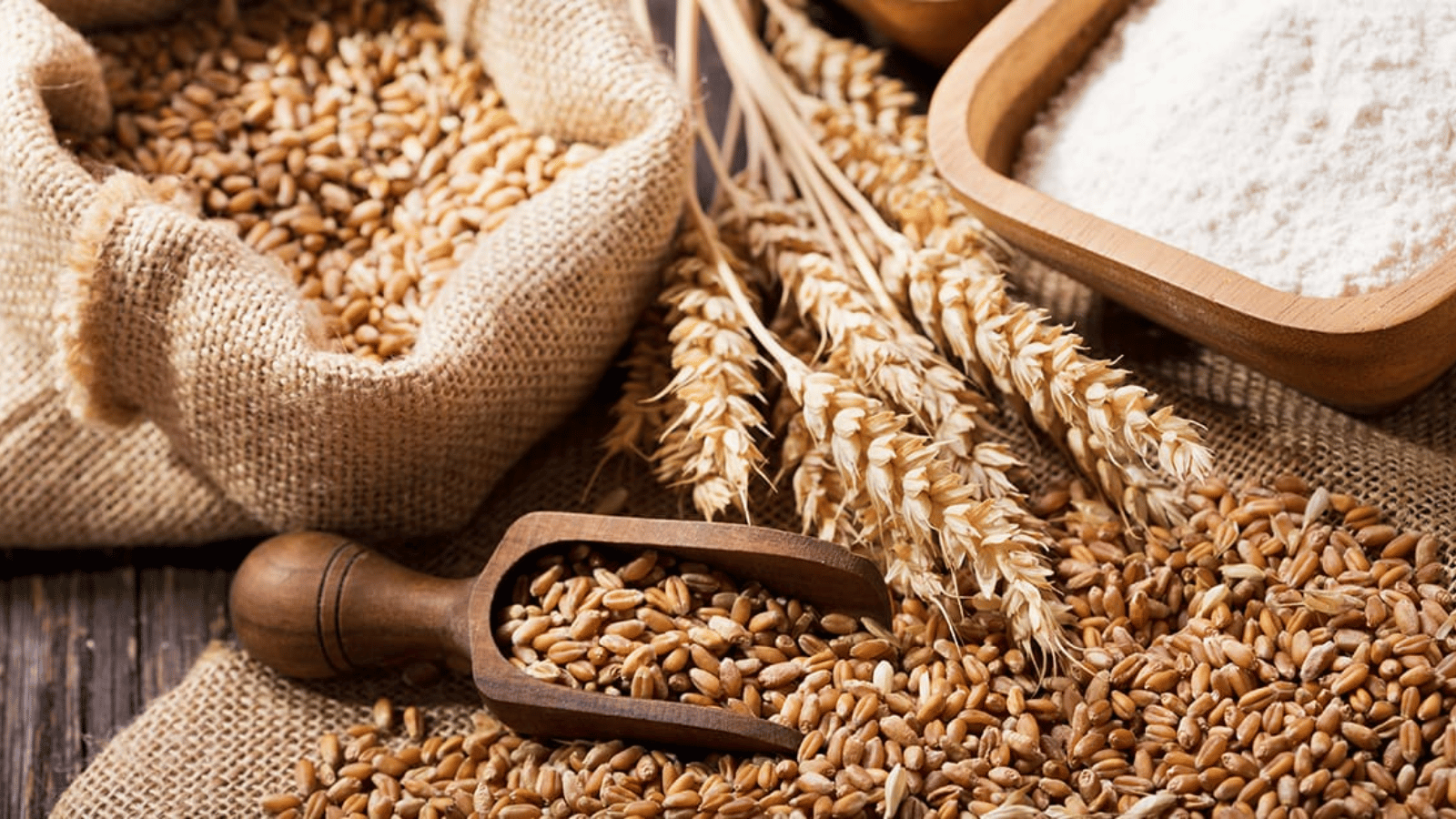 A hessian sack filled with wheat grains, a wooden scoop with grains, and wheat stalks next to a wooden bowl of flour on a wooden surface.