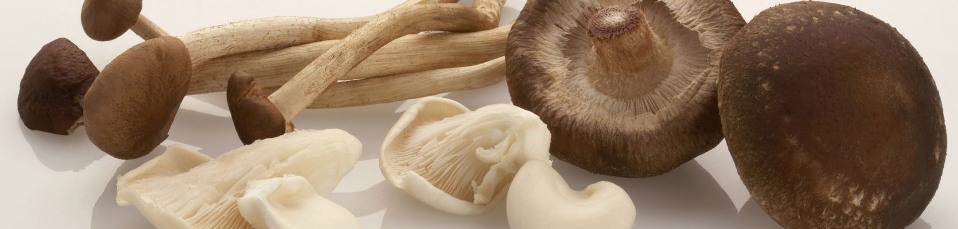Van champignon tot oesterzwam 