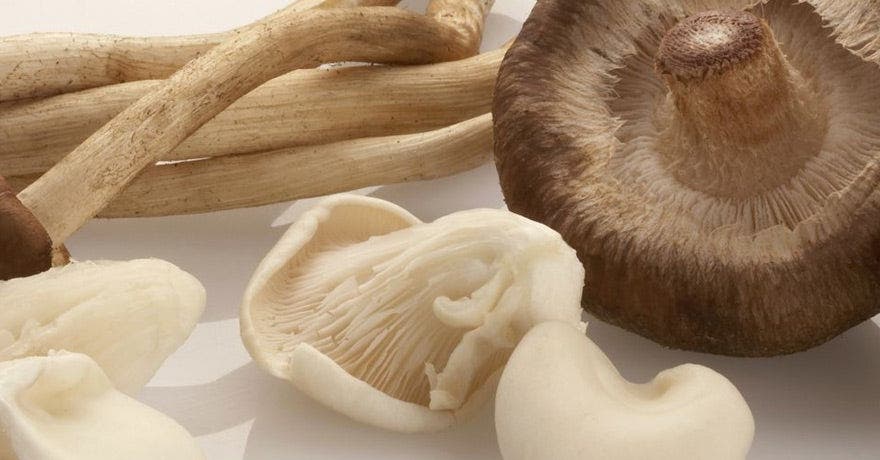 Van champignon tot oesterzwam