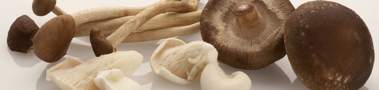 Van champignon tot oesterzwam