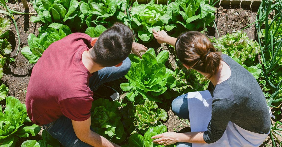 Grow Your Garden and Your Fitness