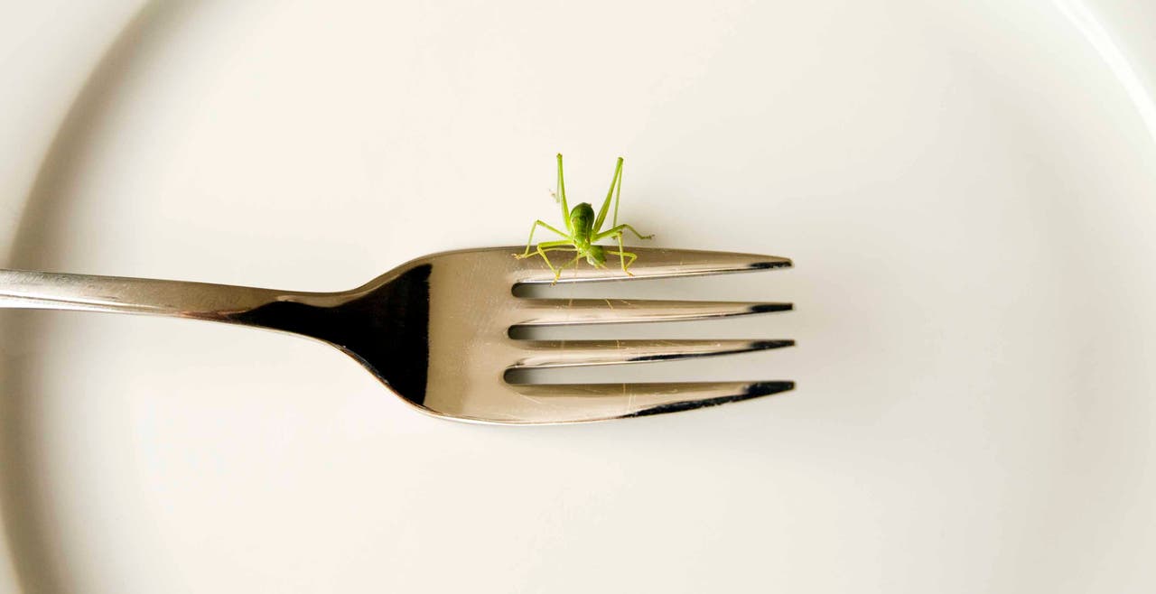 All About Eating Crickets (and 4 Other Insects to Try)