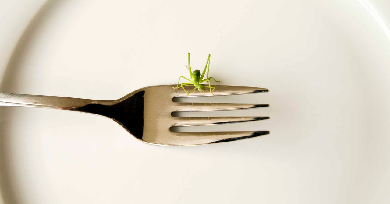 All About Eating Crickets (and 4 Other Insects to Try)
