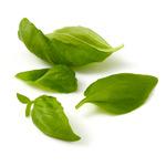 Basilic frais Basilic frais