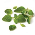 Fresh Oregano Fresh Oregano