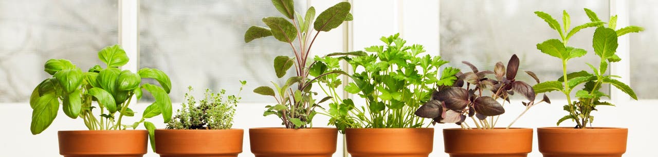 Planter un jardin de fines herbes