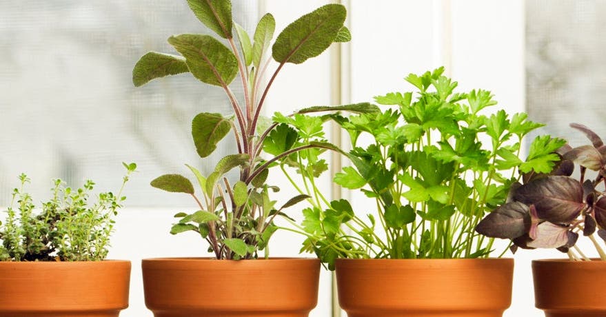 Planter un jardin de fines herbes