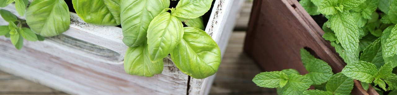 Grow Your Own Herb Garden