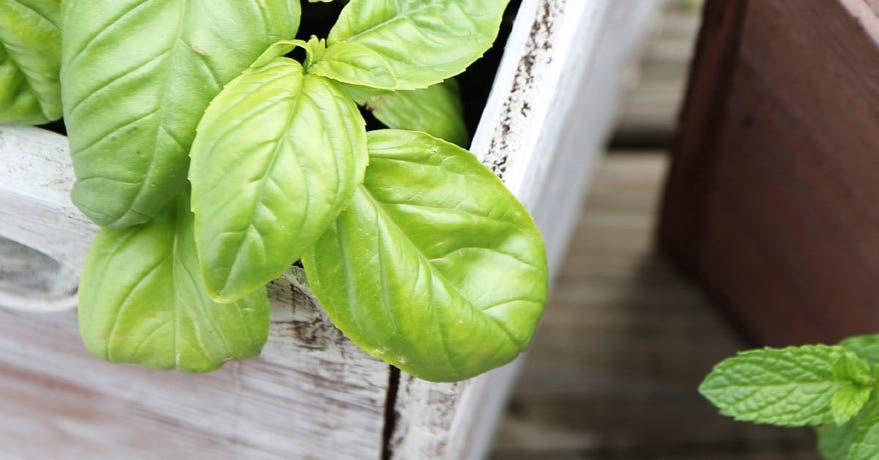 Grow Your Own Herb Garden