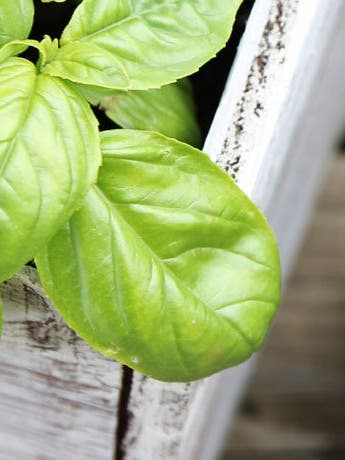 Grow Your Own Herb Garden