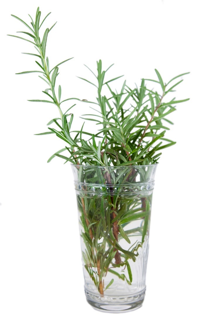 herbs in a vase