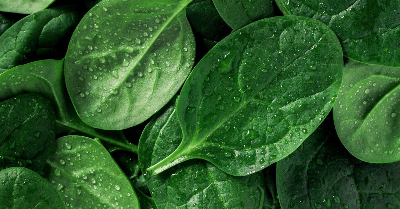 All about iron and why we need it in our diet