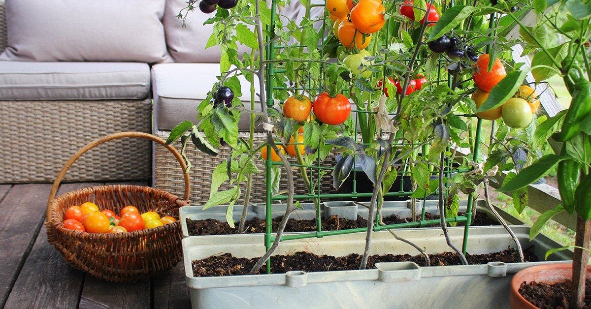 Guide de jardinage d’aliments pour tous