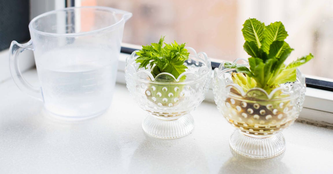Comment faire repousser vos légumes