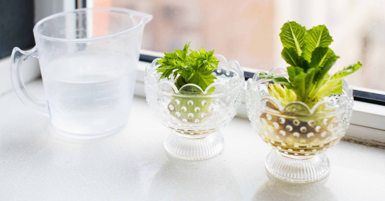 Comment faire repousser vos légumes