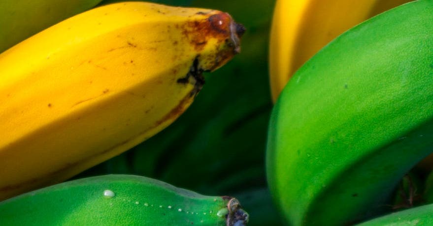 À la découverte des bananes plantains