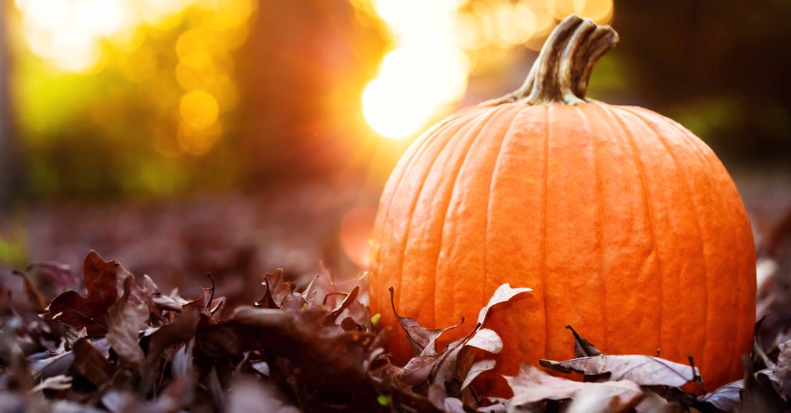 <strong>All About Pumpkins</strong>