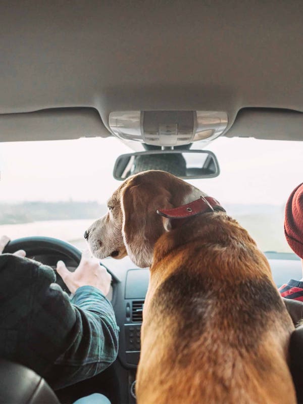 Create a Road Trip Food Menu