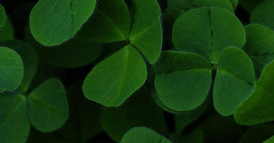 Une Saint-Patrick tout en légèreté