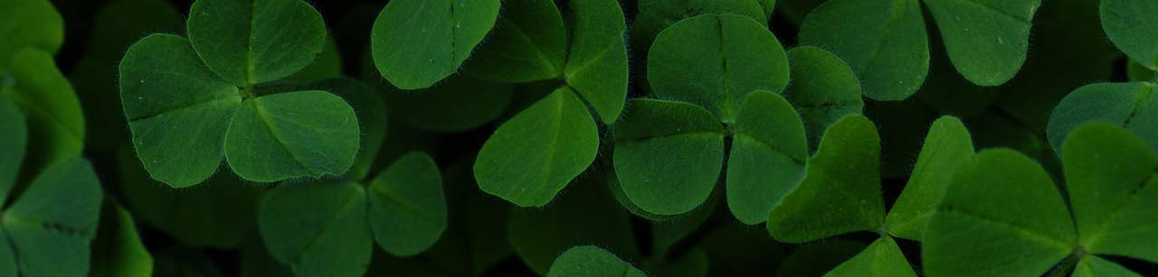 Slimmed-down St. Patrick's Day