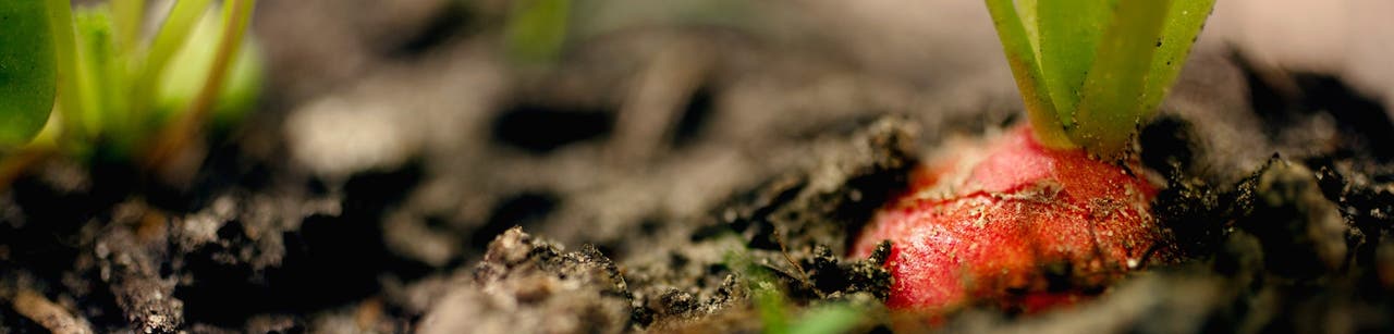 Planifiez un jardin d’été en toute simplicité