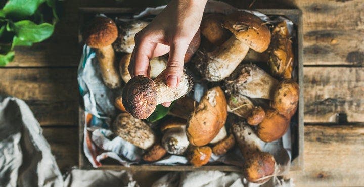 Spécial champignons