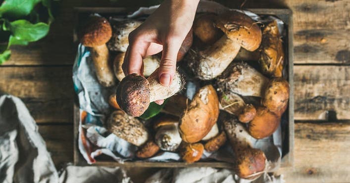 Pilz-Special: Feines aus dem Wald