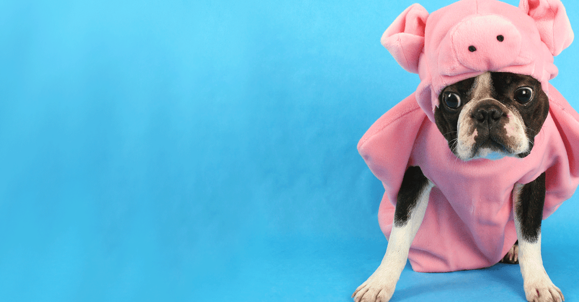 Du vs. dein Schweinehund!