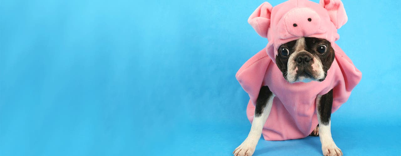 Du vs. dein Schweinehund!
