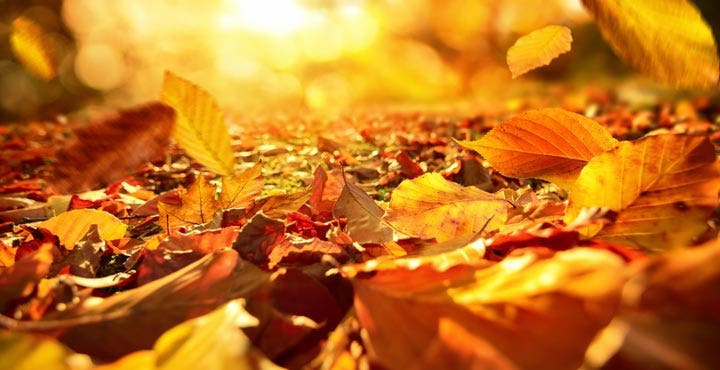 Les bonnes raisons d'aller se balader en automne