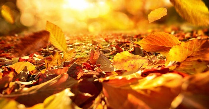 Les bonnes raisons d'aller se balader en automne