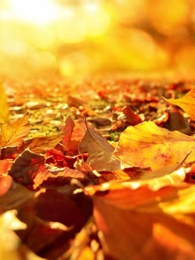 Les bonnes raisons d'aller se balader en automne