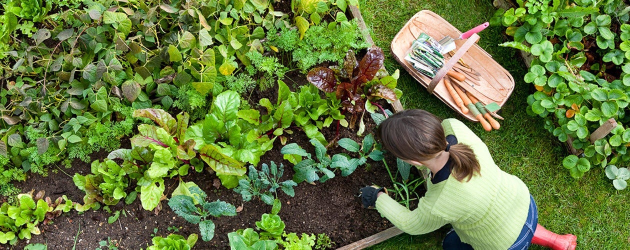 Zoom sur les herbes aromatiques