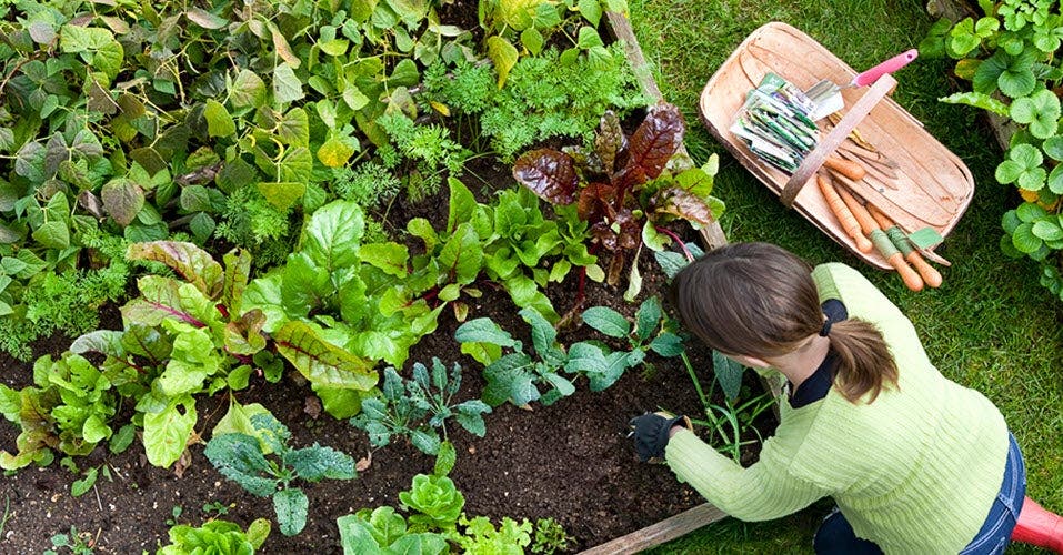 Zoom sur les herbes aromatiques