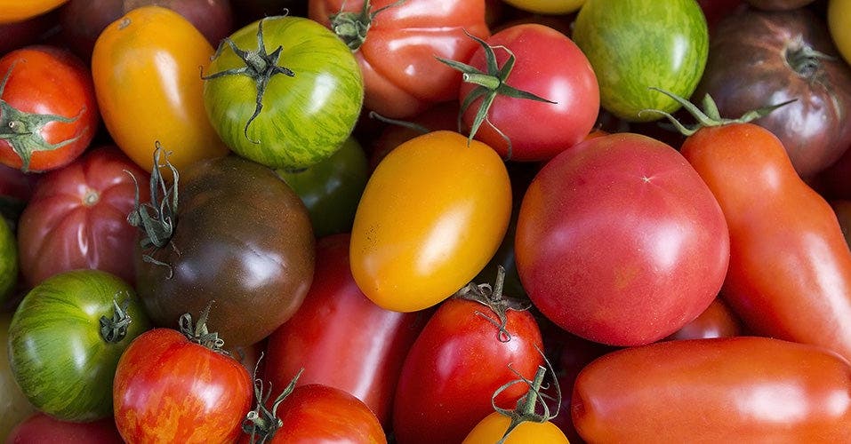 Gros plan sur les tomates