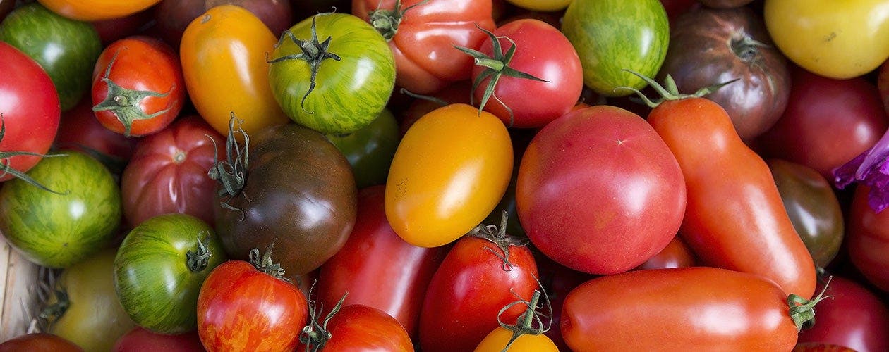 Gros plan sur les tomates