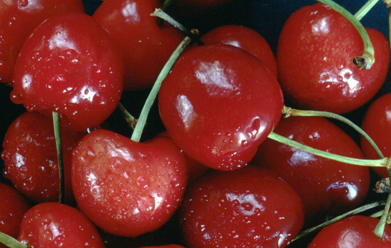 La cerise : le fruit des beaux jours 