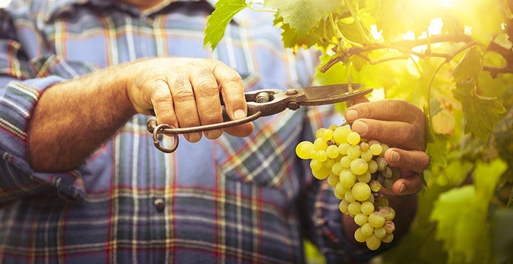 <b>Le raisin, c'est bien !</b>