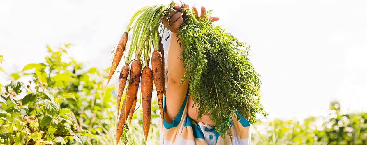 De opmars van het veganistische voedingspat­roon