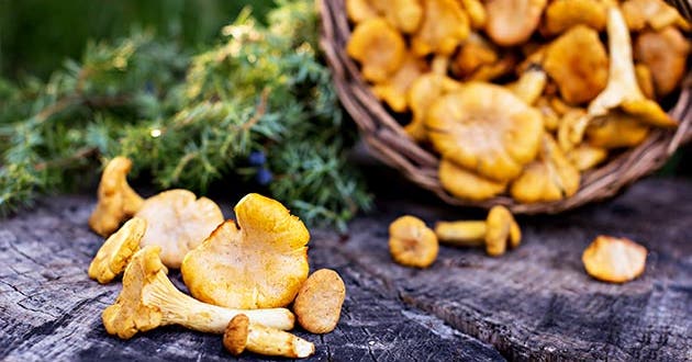 Sensommarens guld – färska kantareller