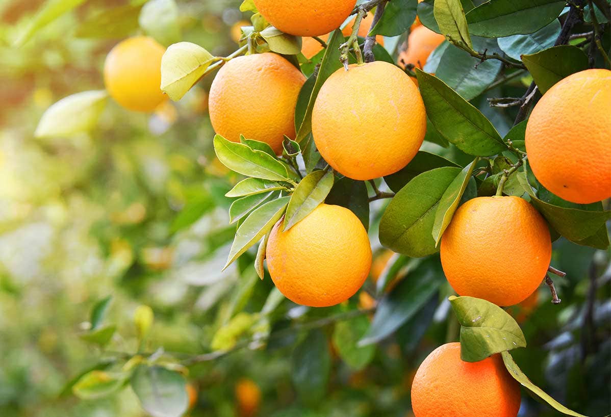 Njut av citrusfrukter hela vintern!