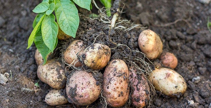 Smart och gott med färskpotatis
