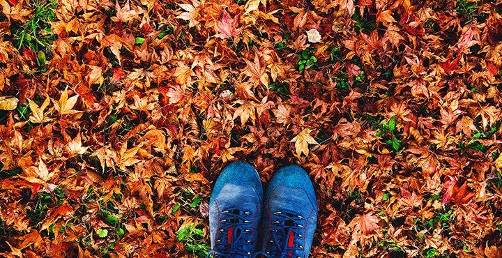 Welcome to our guide to owning autumn