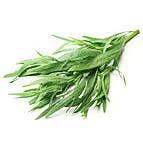 tarragon