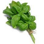 Basil