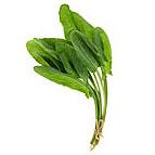 Sorrel