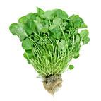 Watercress