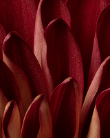 Beeinflusst die Menopause deine Libido?