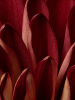 Beeinflusst die Menopause deine Libido?
