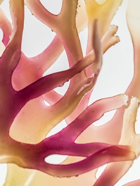Sea moss: Should you believe the buzz?